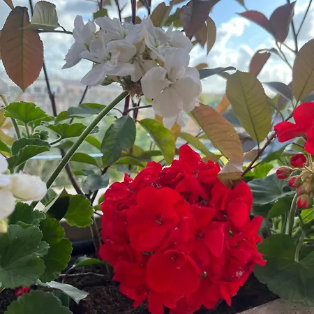 Апартаменты Luxury House Alessia Рим